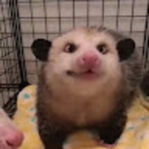 Meet your Posher, Allison